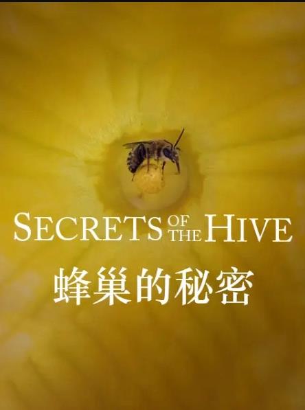 蜂巢的秘密